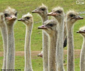 пазл Группа страусов